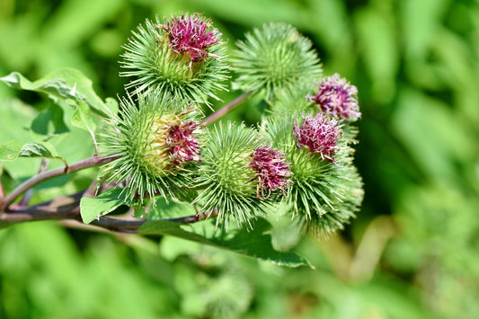 Burdock Root