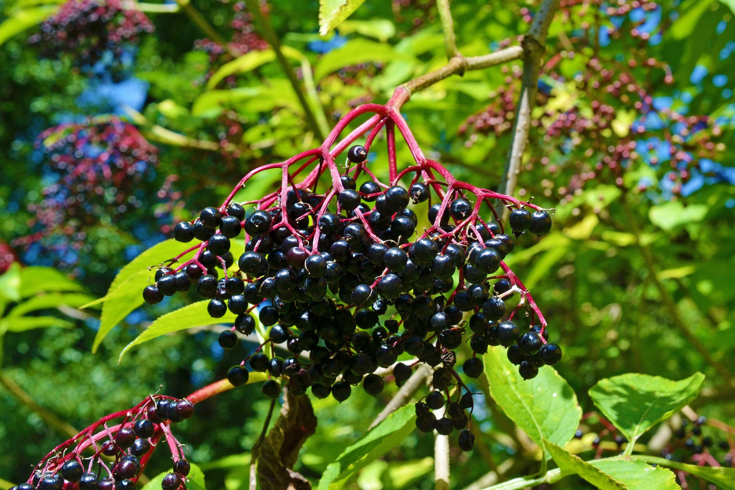 Elder Berries