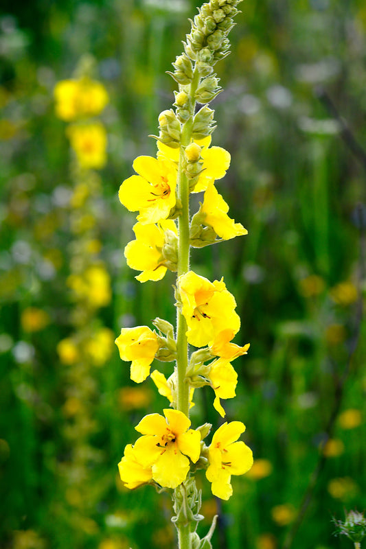 Mullein Leaf