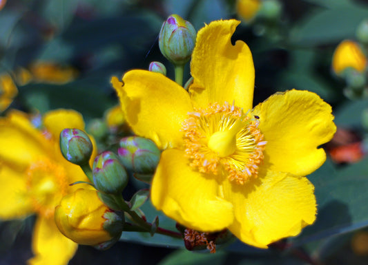 St. John Wort